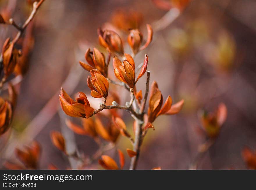 Selective Focus Photography of Orange Petaled Flower