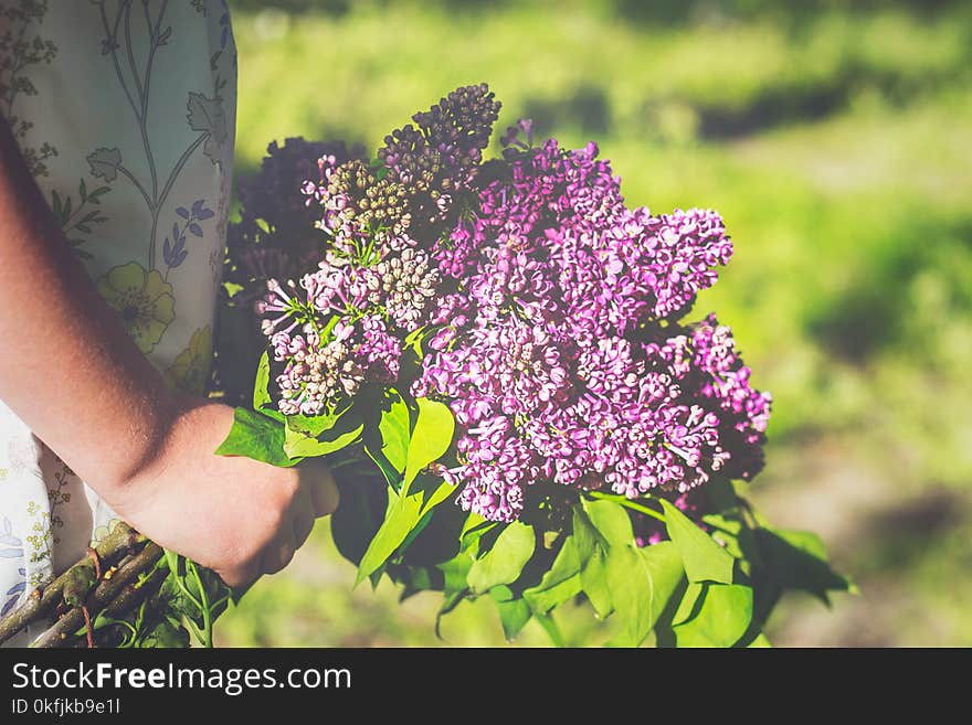 Little girl holding lilac flowers