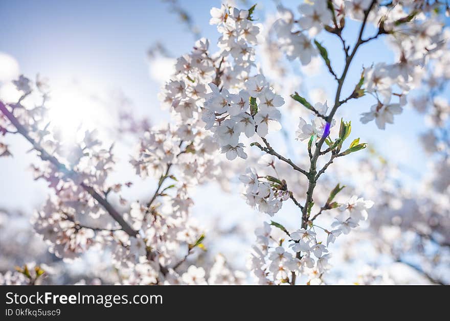 Sakura Tree and Bright Clear Blue Sky. Sunlight in background