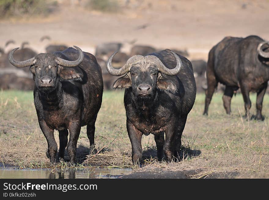 Water Buffalo, Wildlife, Terrestrial Animal, Horn