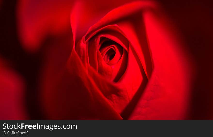 Red, Rose Family, Flower, Garden Roses