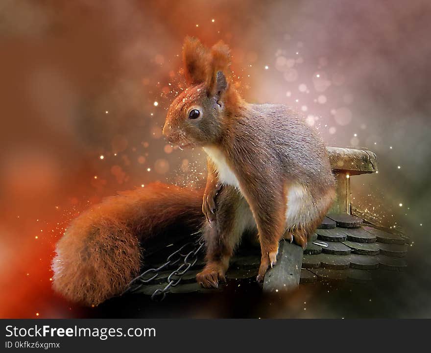 Squirrel, Mammal, Fauna, Rodent