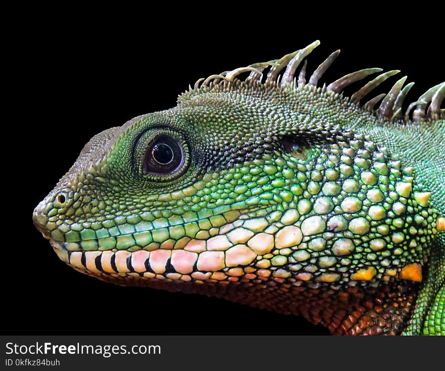 Reptile, Scaled Reptile, Fauna, Iguana