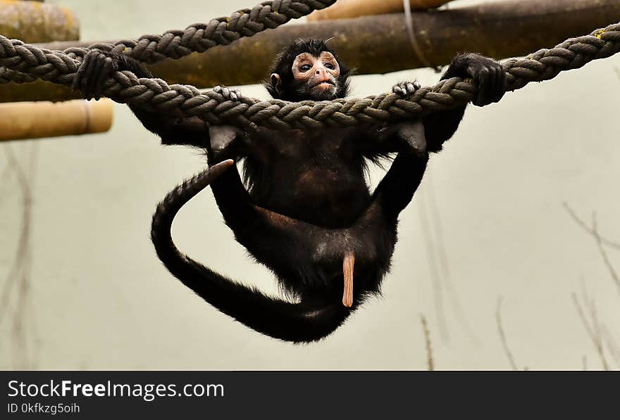 Primate, Religious Item, Common Chimpanzee, Great Ape