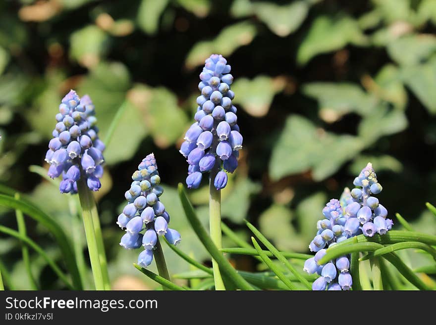 Plant, Flower, Spring, Hyacinth