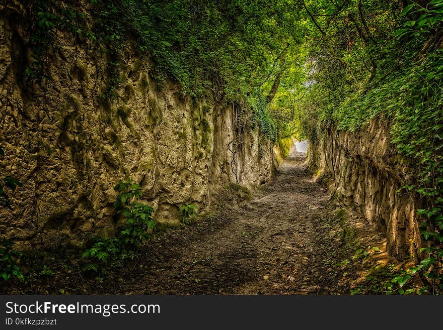 Vegetation, Forest, Nature Reserve, Woodland