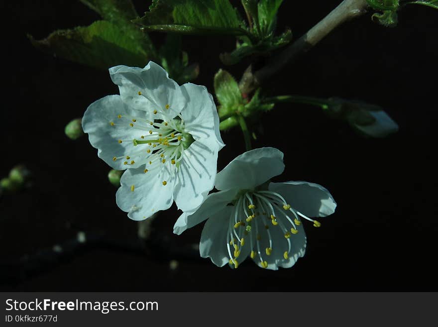 Flower, Flora, Blossom, Branch