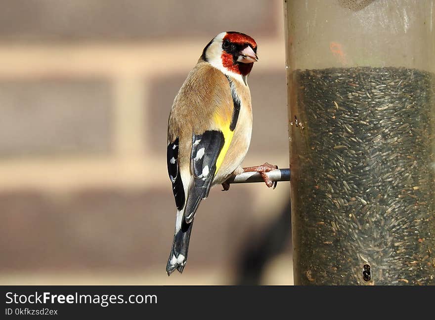 Bird, Fauna, Beak, Finch