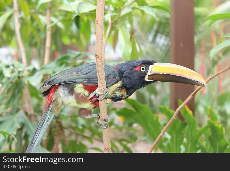 Bird, Beak, Hornbill, Fauna