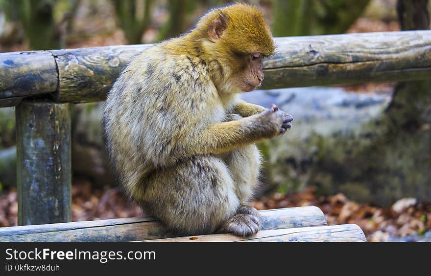 Macaque, Mammal, Fauna, Primate