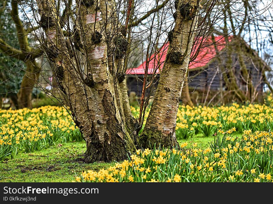 Flower, Tree, Plant, Flora