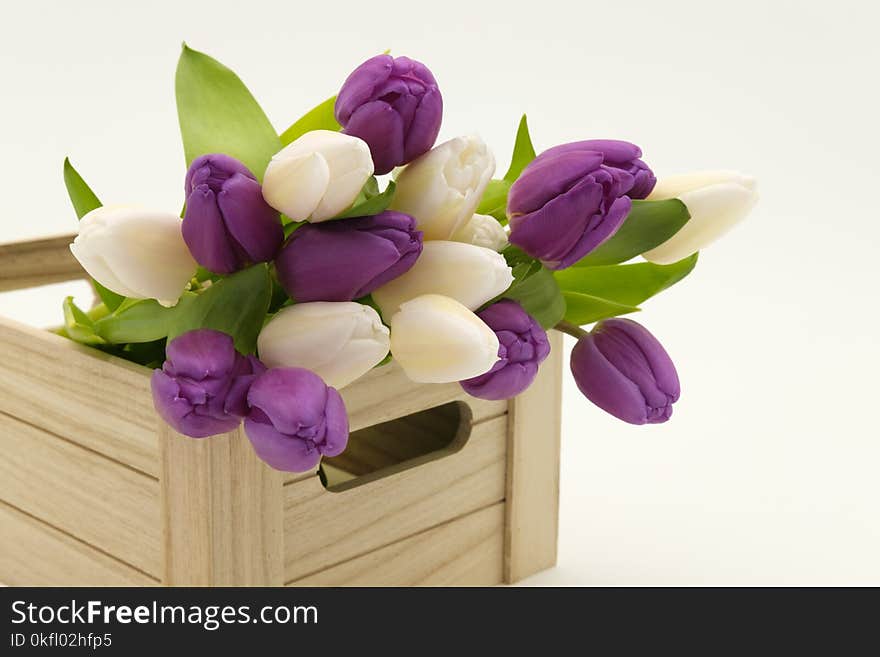 Flower, Flowering Plant, Purple, Cut Flowers