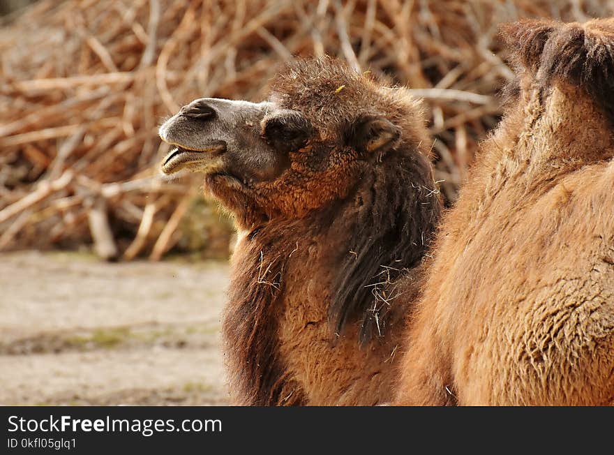 Camel, Camel Like Mammal, Terrestrial Animal, Fauna