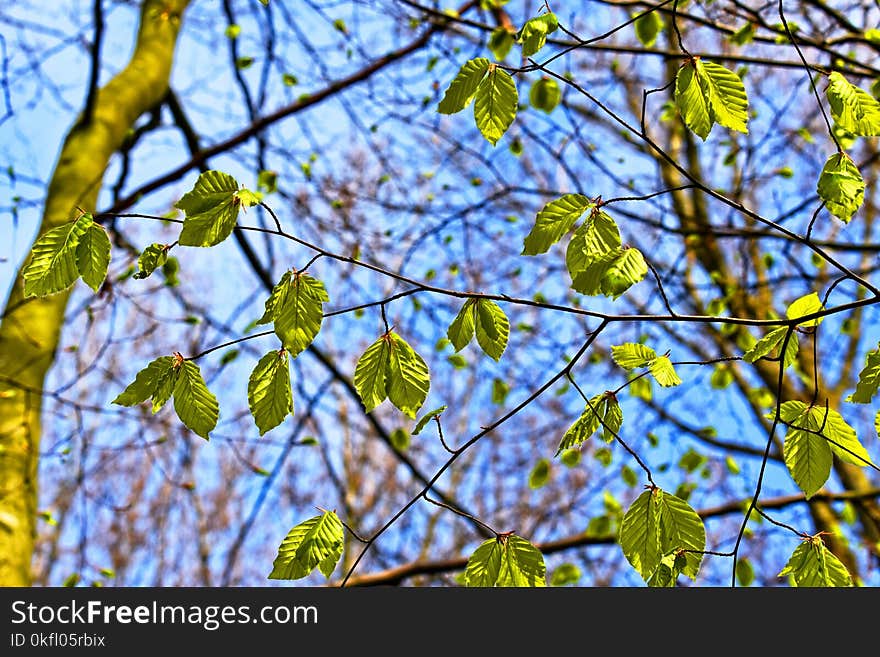 Branch, Tree, Leaf, Flora