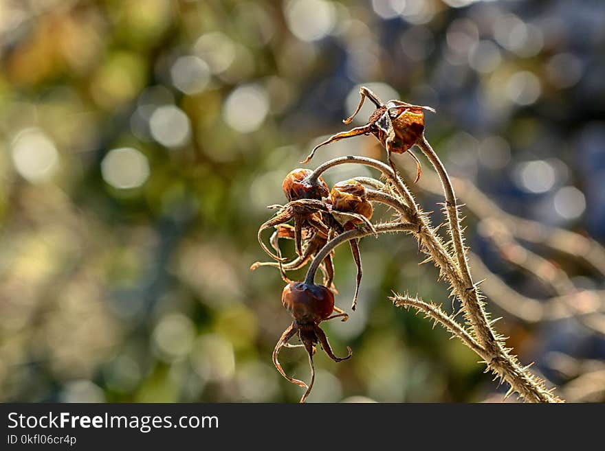 Insect, Pest, Macro Photography, Close Up