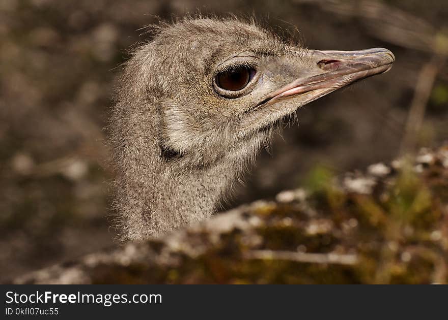 Ostrich, Bird, Beak, Fauna