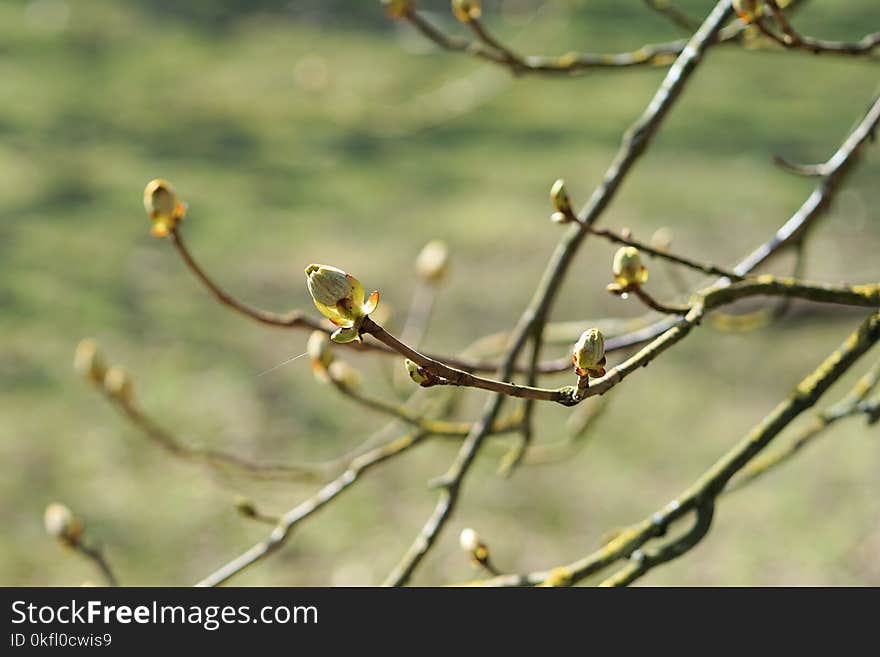 Branch, Flora, Twig, Plant