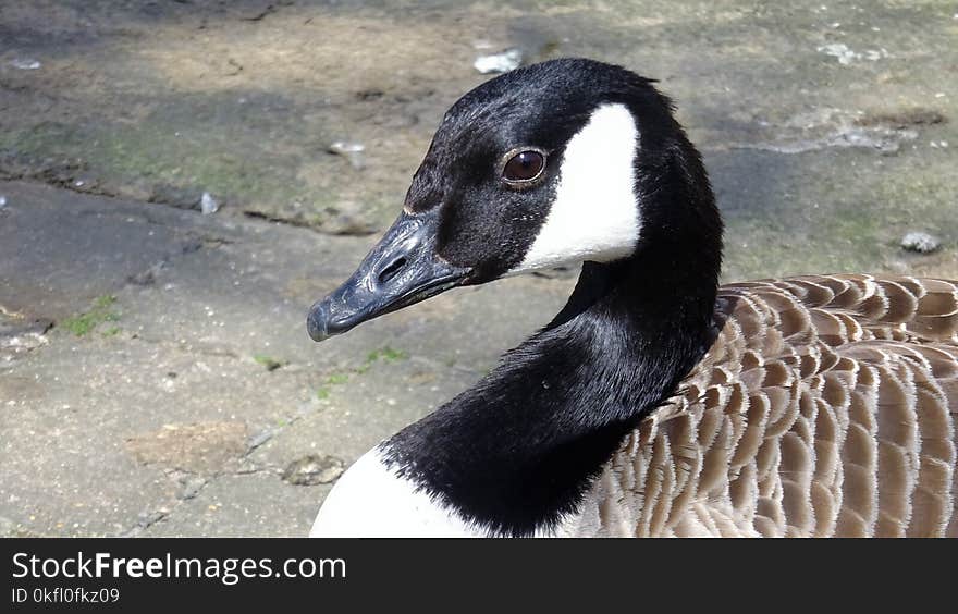 Fauna, Duck, Water Bird, Beak