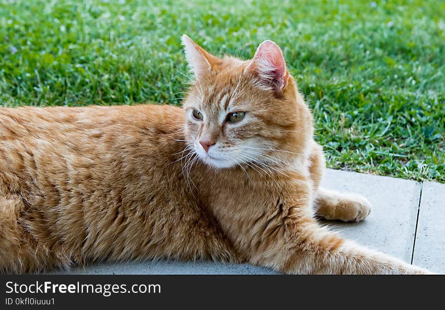 Cat, Whiskers, Fauna, Small To Medium Sized Cats