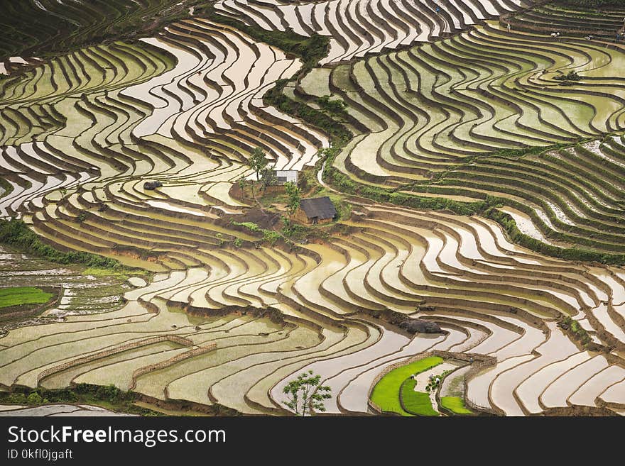 Terrace, Pattern, Landscape, Field