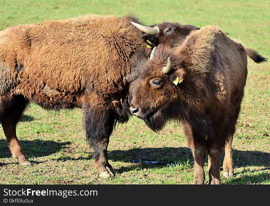 Bison, Cattle Like Mammal, Terrestrial Animal, Wildlife