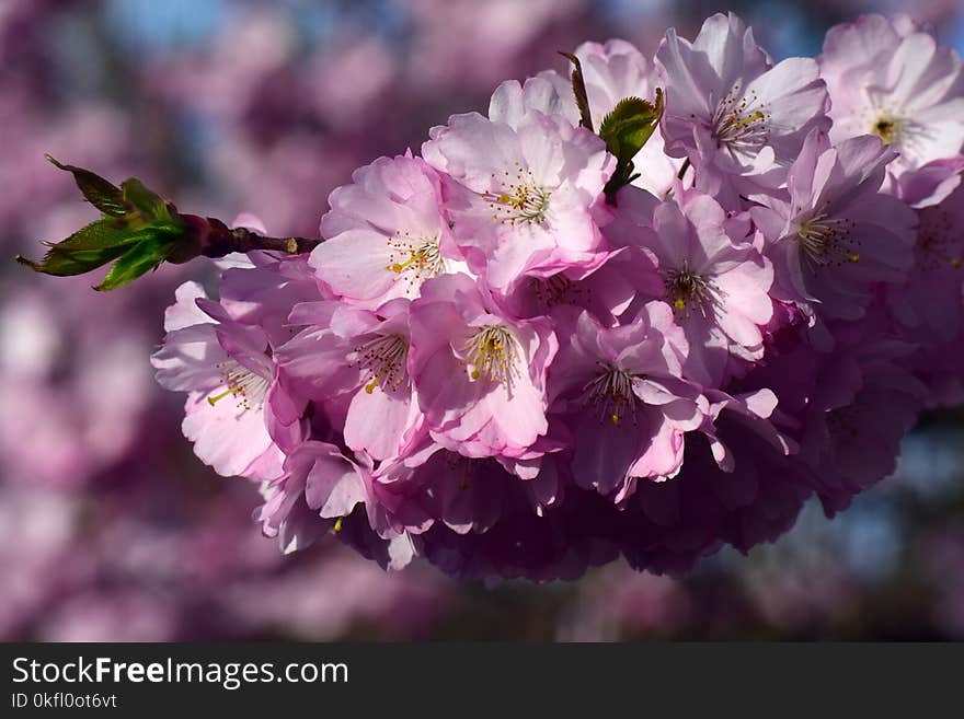 Flower, Pink, Blossom, Cherry Blossom