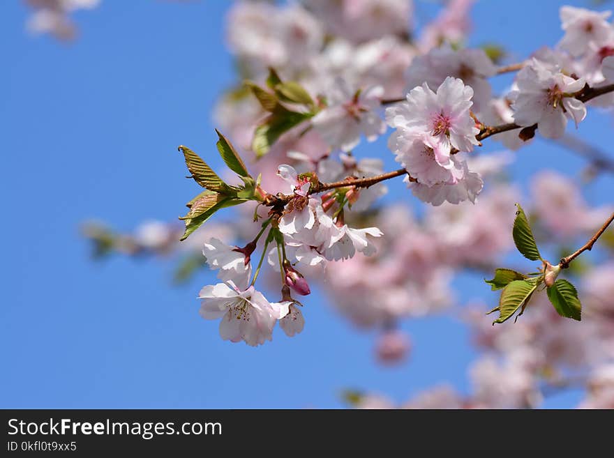 Blossom, Branch, Flower, Spring