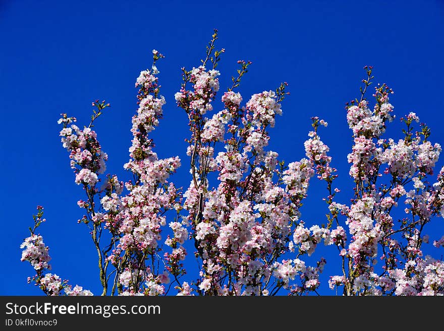 Blue, Sky, Blossom, Branch