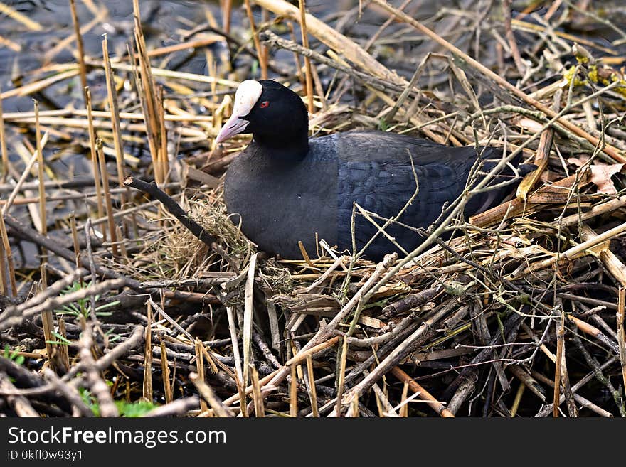 Bird, Fauna, Nest, Beak