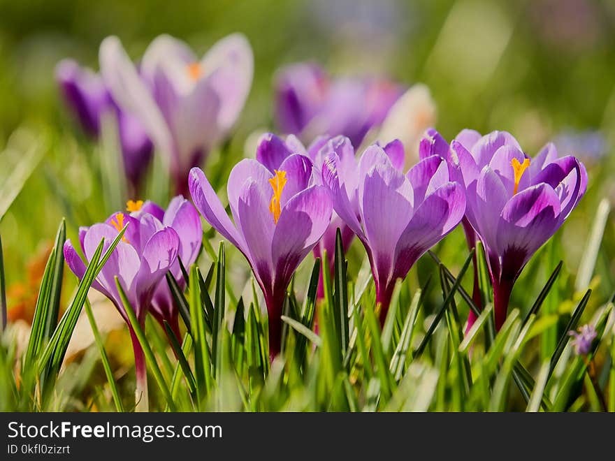 Flower, Crocus, Plant, Flowering Plant