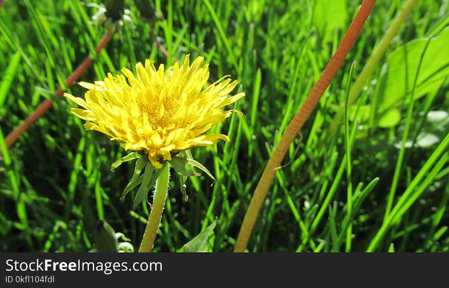 Grass, Dandelion, Flower, Golden Samphire