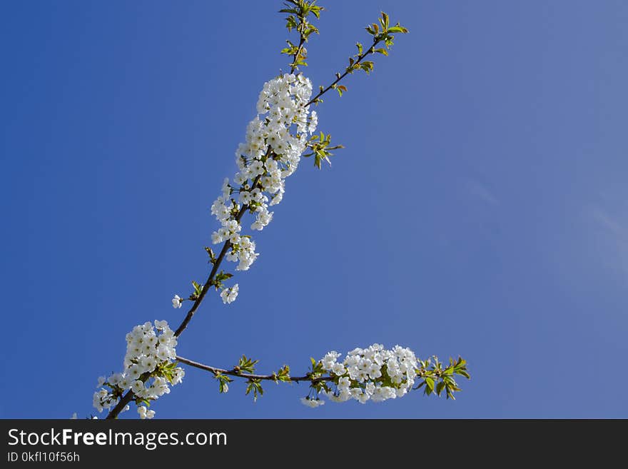 Branch, Blossom, Sky, Spring