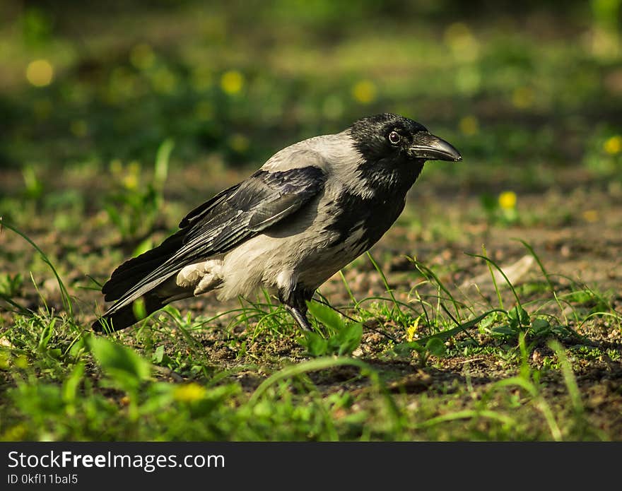 Bird, Fauna, Beak, Crow Like Bird