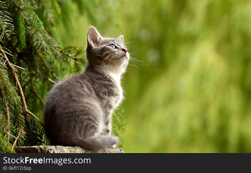 Cat, Fauna, Small To Medium Sized Cats, Grass