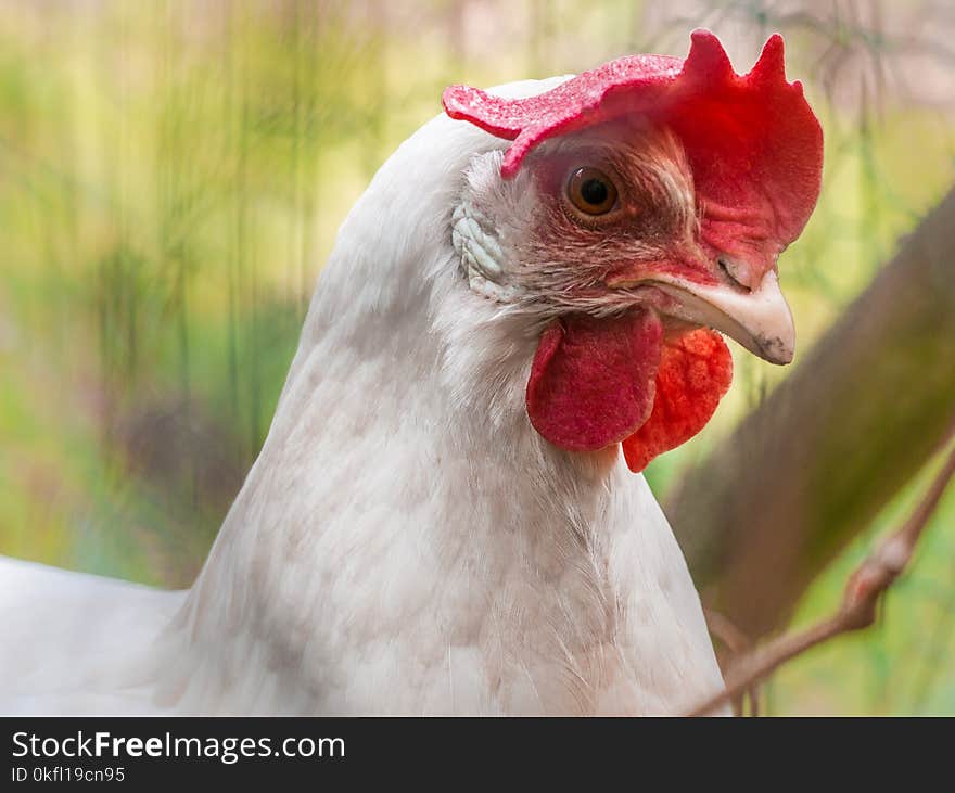 Chicken, Beak, Bird, Galliformes