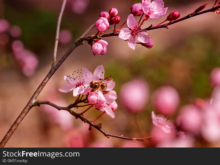 Blossom, Branch, Pink, Cherry Blossom