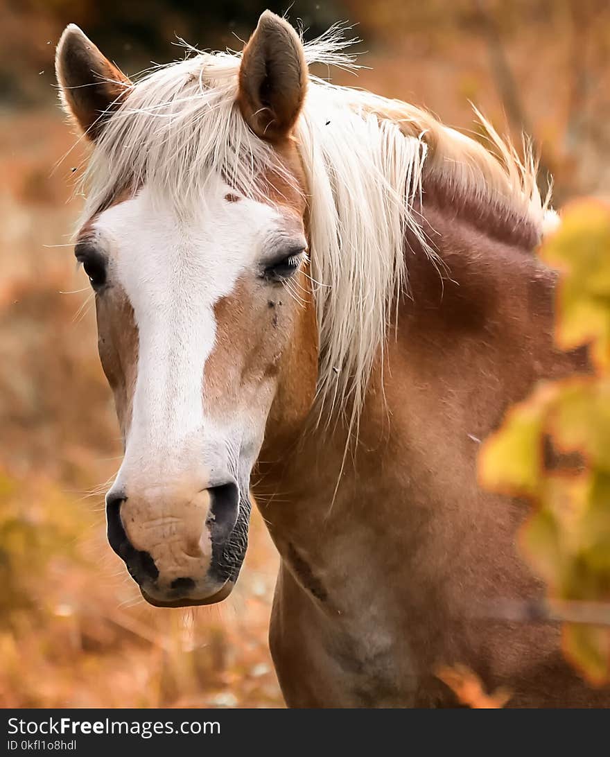 Horse, Mane, Horse Like Mammal, Mustang Horse