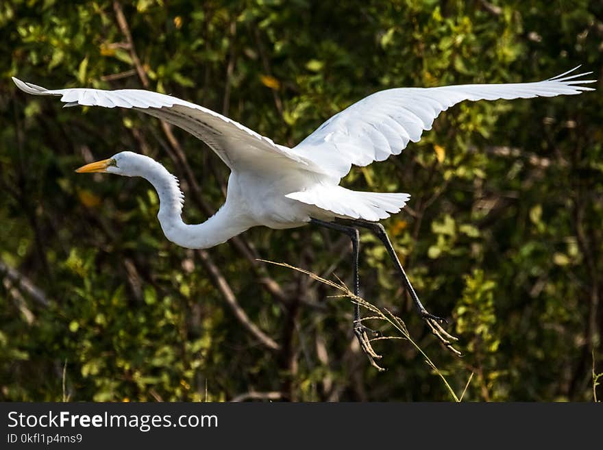 Bird, Fauna, Beak, Wildlife