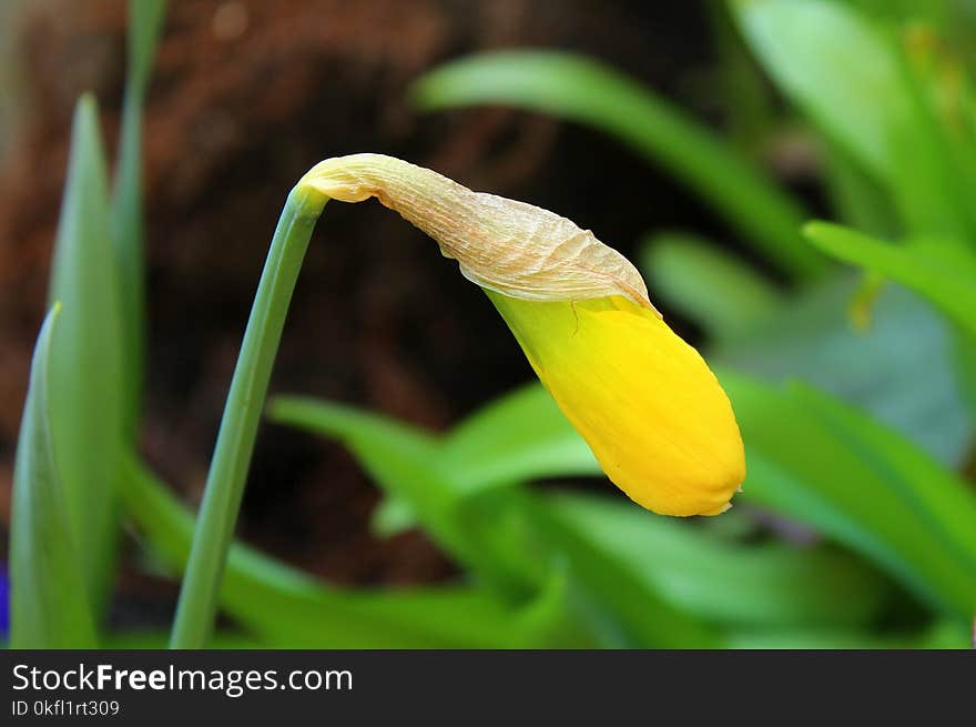 Flower, Flora, Yellow, Plant