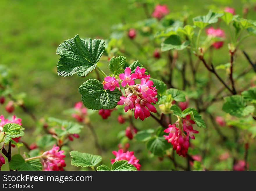 Flower, Plant, Flora, Salmonberry