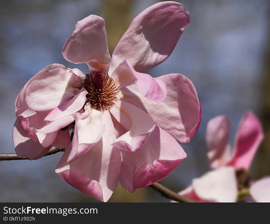 Flower, Pink, Blossom, Plant