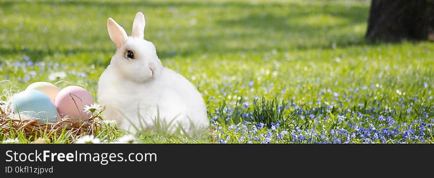 Mammal, Grass, Rabbit, Meadow