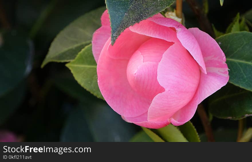 Flower, Plant, Japanese Camellia, Close Up