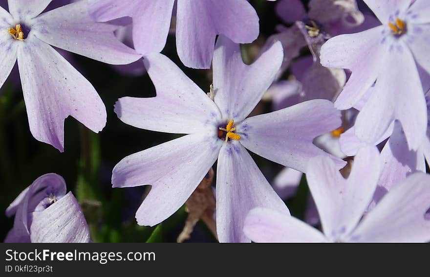 Flower, Flora, Purple, Plant