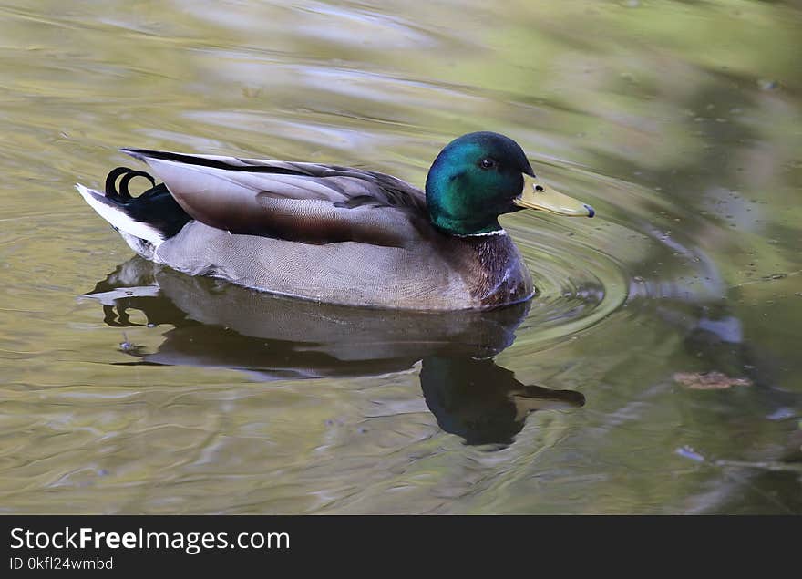 Bird, Duck, Mallard, Water