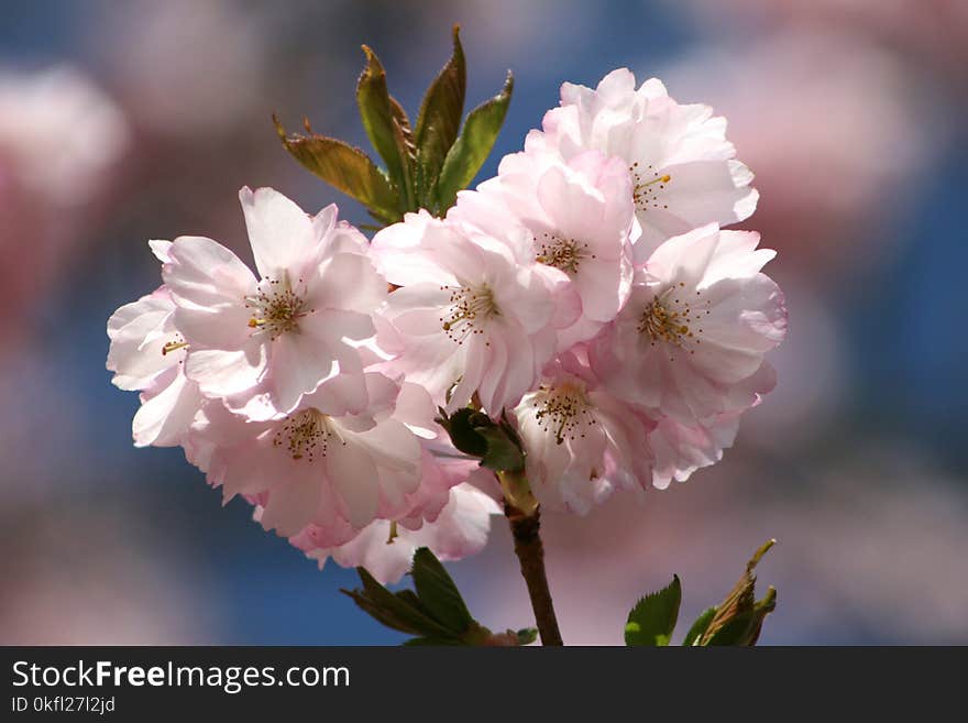 Flower, Blossom, White, Pink