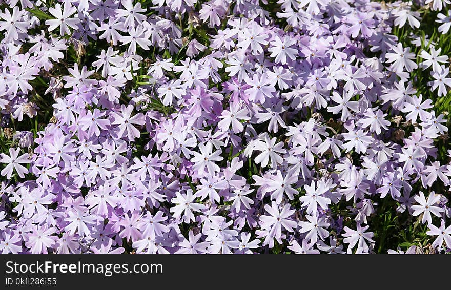 Flower, Plant, Flowering Plant, Purple