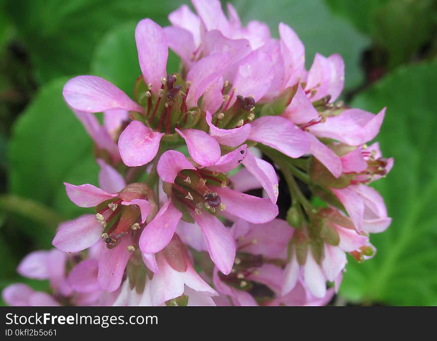 Flower, Flora, Plant, Subshrub