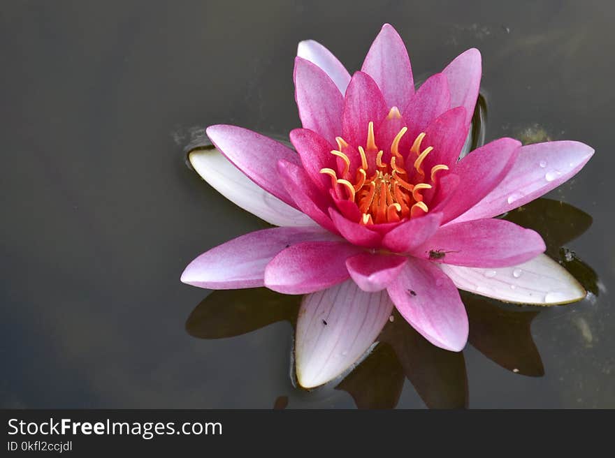 Flower, Pink, Flora, Plant