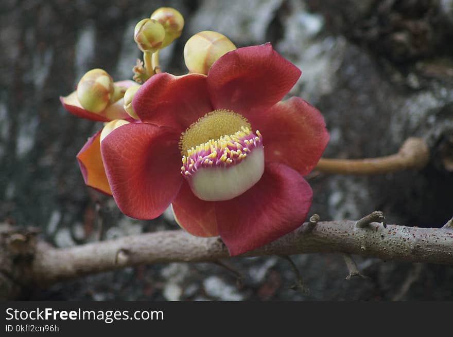 Couroupita, Plant, Cannonball Tree, Lecythidaceae